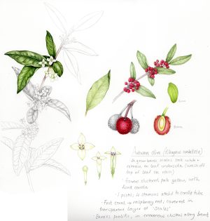 Silverberrry sketchbook study