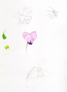 Pale Pink flower sketches