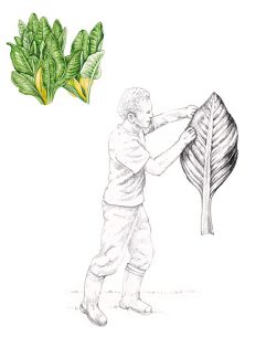 Skunk Cabbage Lysichiton americanus habit drawing and person holding leaf – SOLD –
