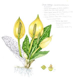 Skunk Cabbage Lysichiton americanus sketchbook study – SOLD –