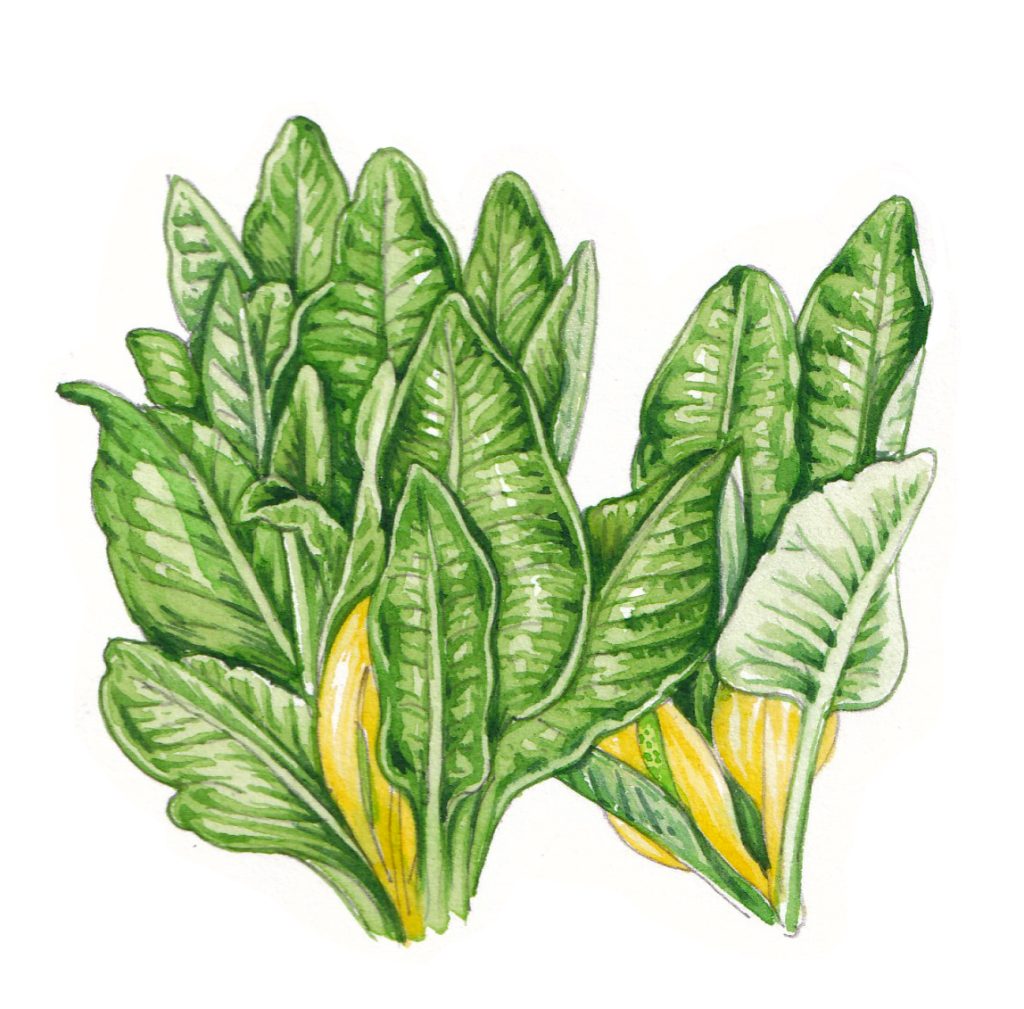 Skunk Cabbage habit drawing Lizzie Harper