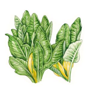 Skunk Cabbage habit drawing