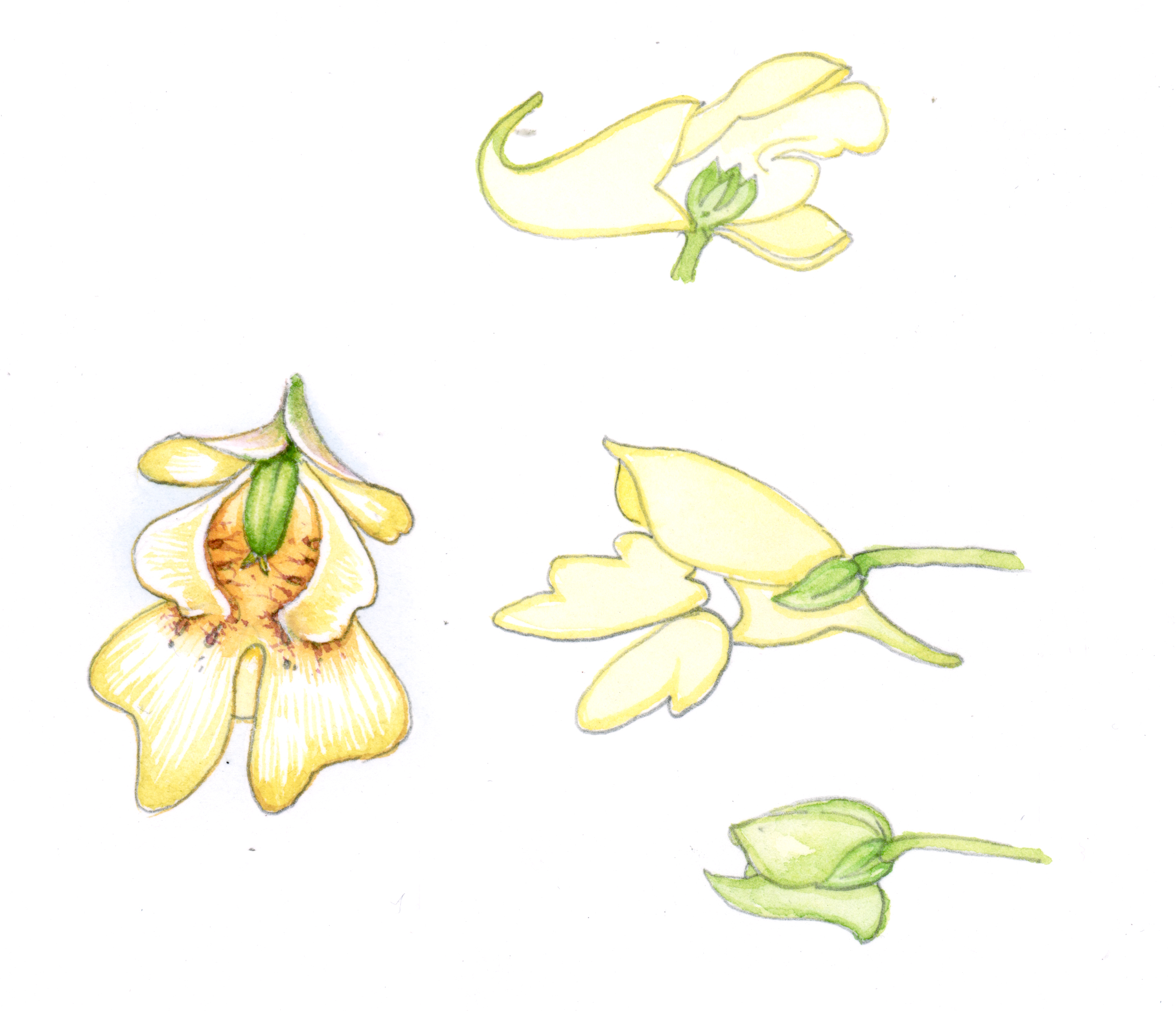 Small balsam sketchbook study