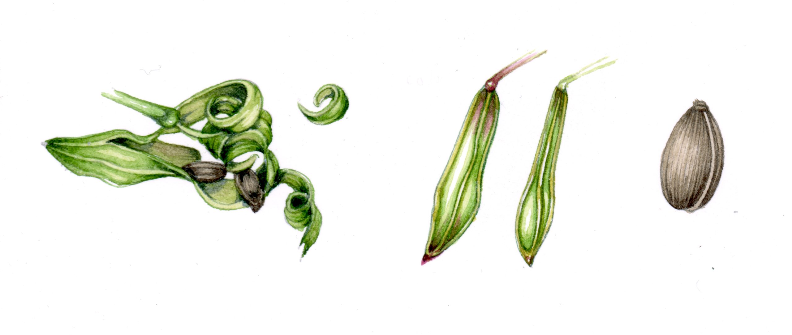 Small balsam sketchbook study