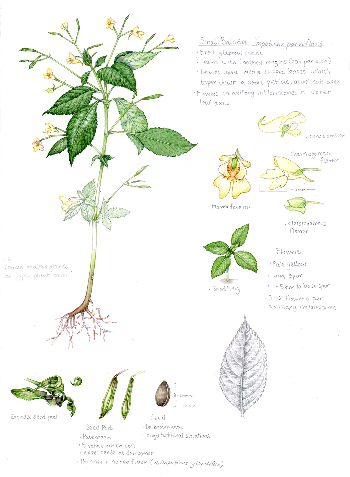Small Balsam Impatiens Parviflora Sketchbook Study Lizzie Harper