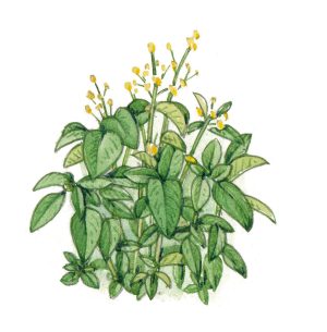 Small Balsam Impatiens parviflora habit