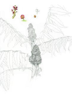 Sumac sketchbook study