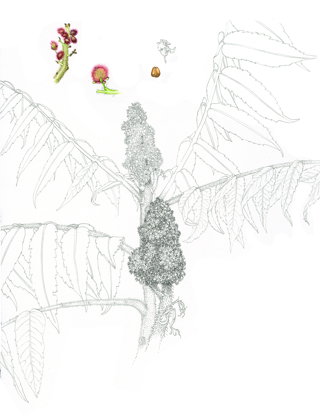 Sumac sketchbook study Lizzie Harper