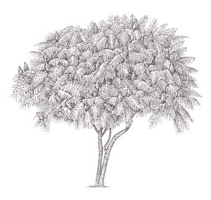 Staghorn Sumac tree Rhus typhina