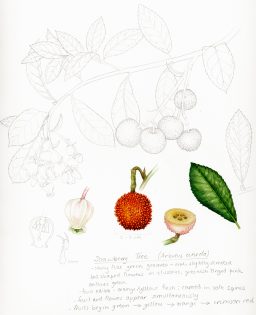Strawberry tree Arbutus unedo sketchbook study