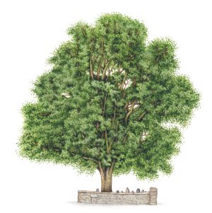 Sycamore Acer pseudoplatanus tree – SOLD –