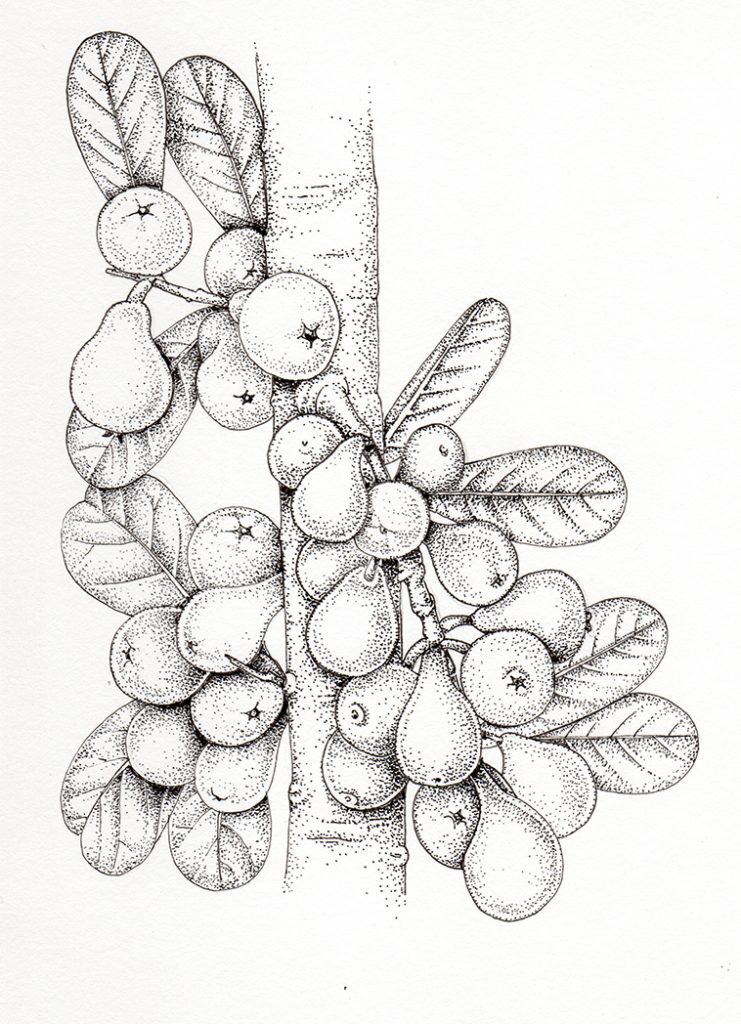 Sycamore fig Ficus sycamorus fruit and leaves - Lizzie Harper