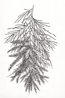 Tamarisk or Athel pine Tamarisx aphylla