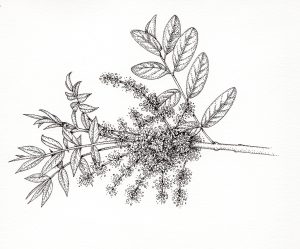 Terebinth Pistacia palastina spray