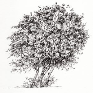 Terebinth Pistacia palastina tree