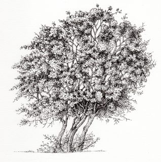 Terebinth Pistacia palastina tree - Lizzie Harper