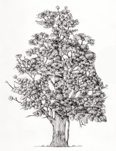 Totara Podocarpus