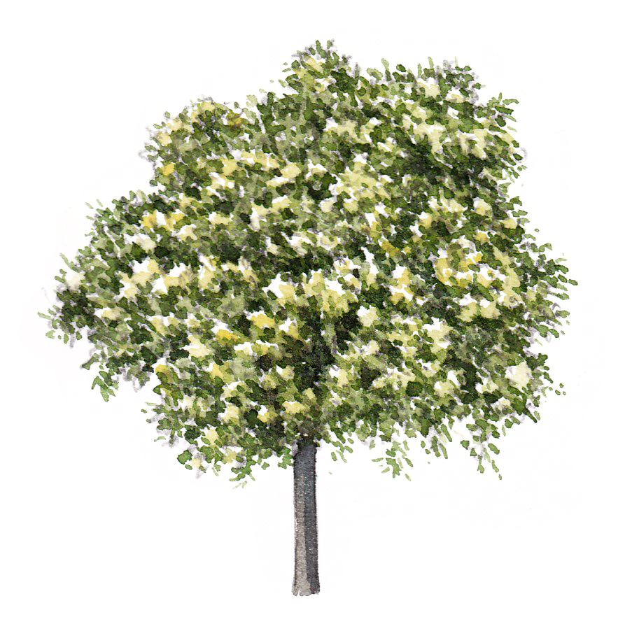 Tree of Heaven Ailanthus altissima habit Lizzie Harper