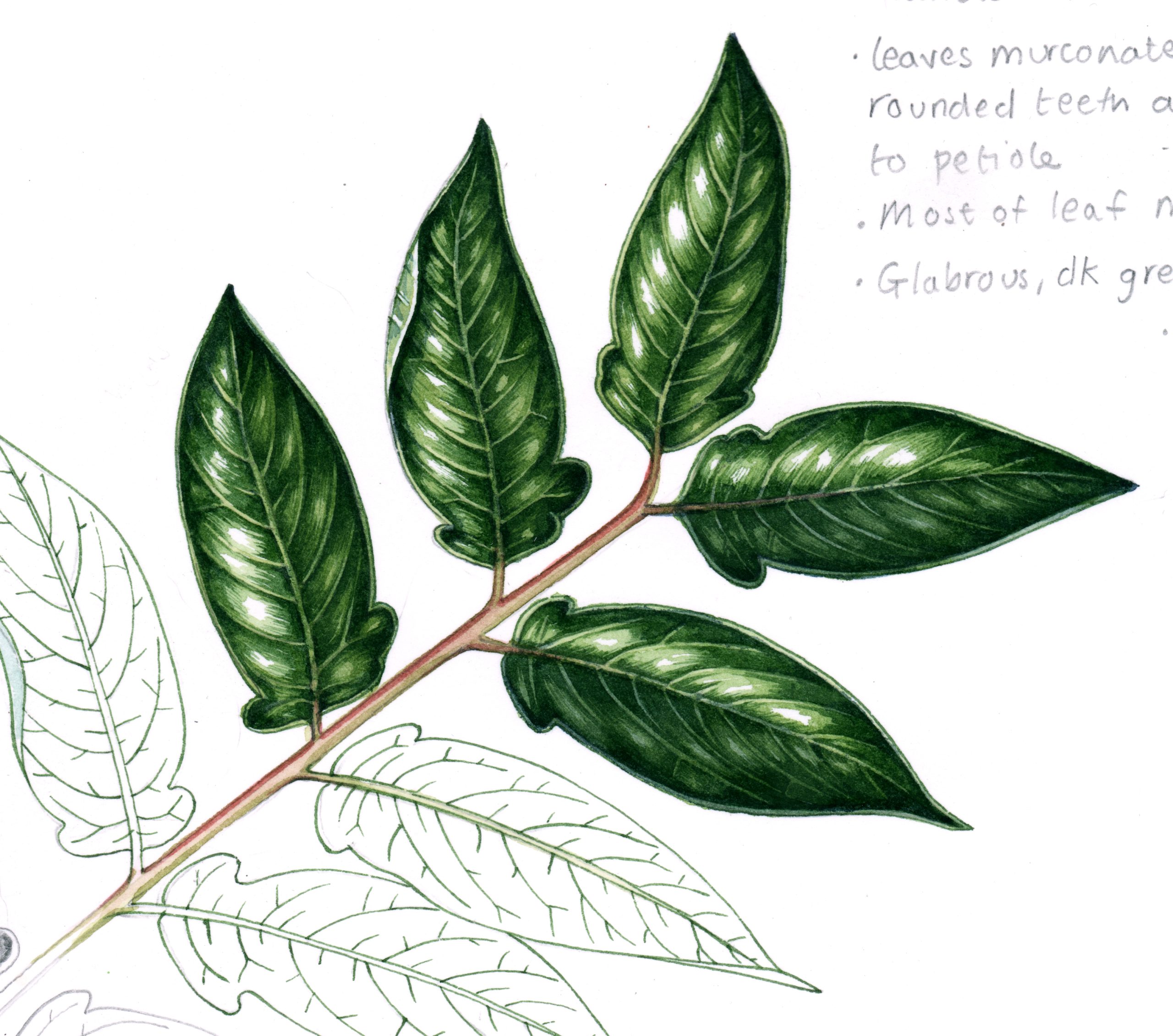 Tree of Heaven Ailanthus altissima sketchbook study page leaf detail