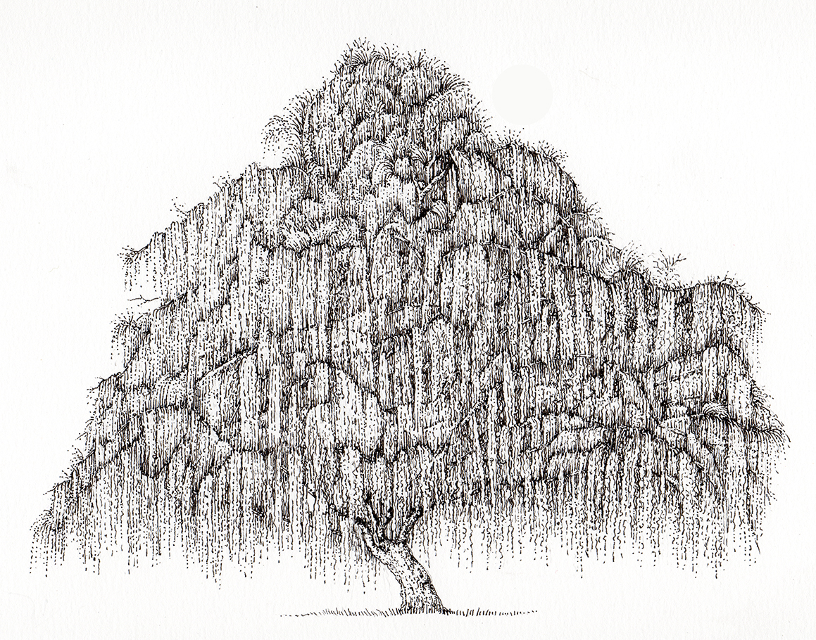Willow Tree Sketch Images  Free Download on Freepik