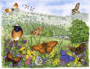 Welsh meadow landscape with Redstart