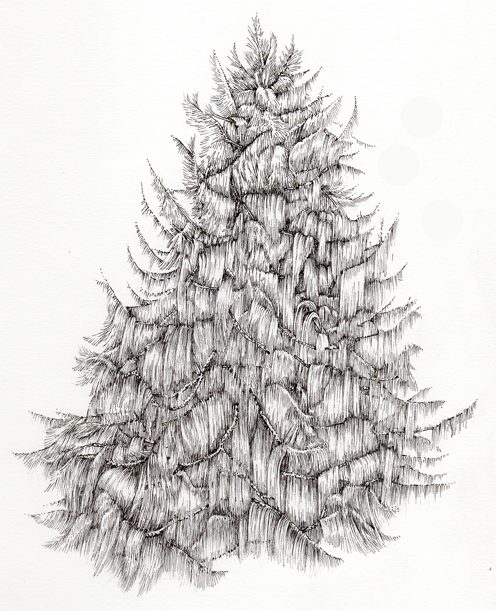 Sketch of a small pine tree Stock Illustration by mubaistergmailcom  138848494