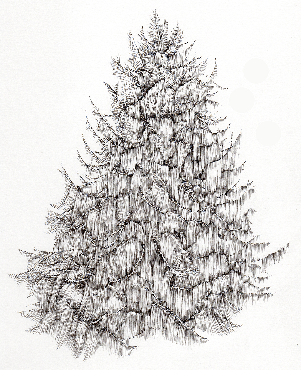 West Himalayan Spruce Picea smithiana tree - Lizzie Harper