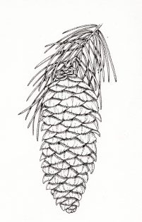 West Himalayan Spruce Picea smithiana cone