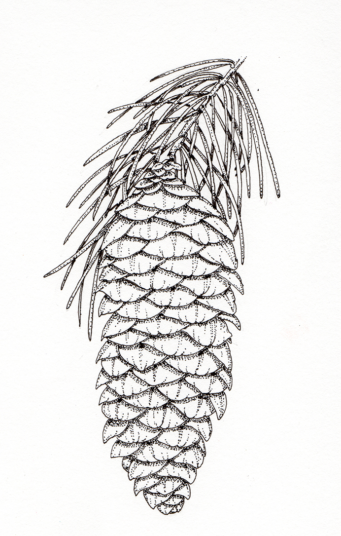 Living Wisdom of Trees