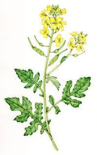 White mustard Sinapis alba – SOLD –