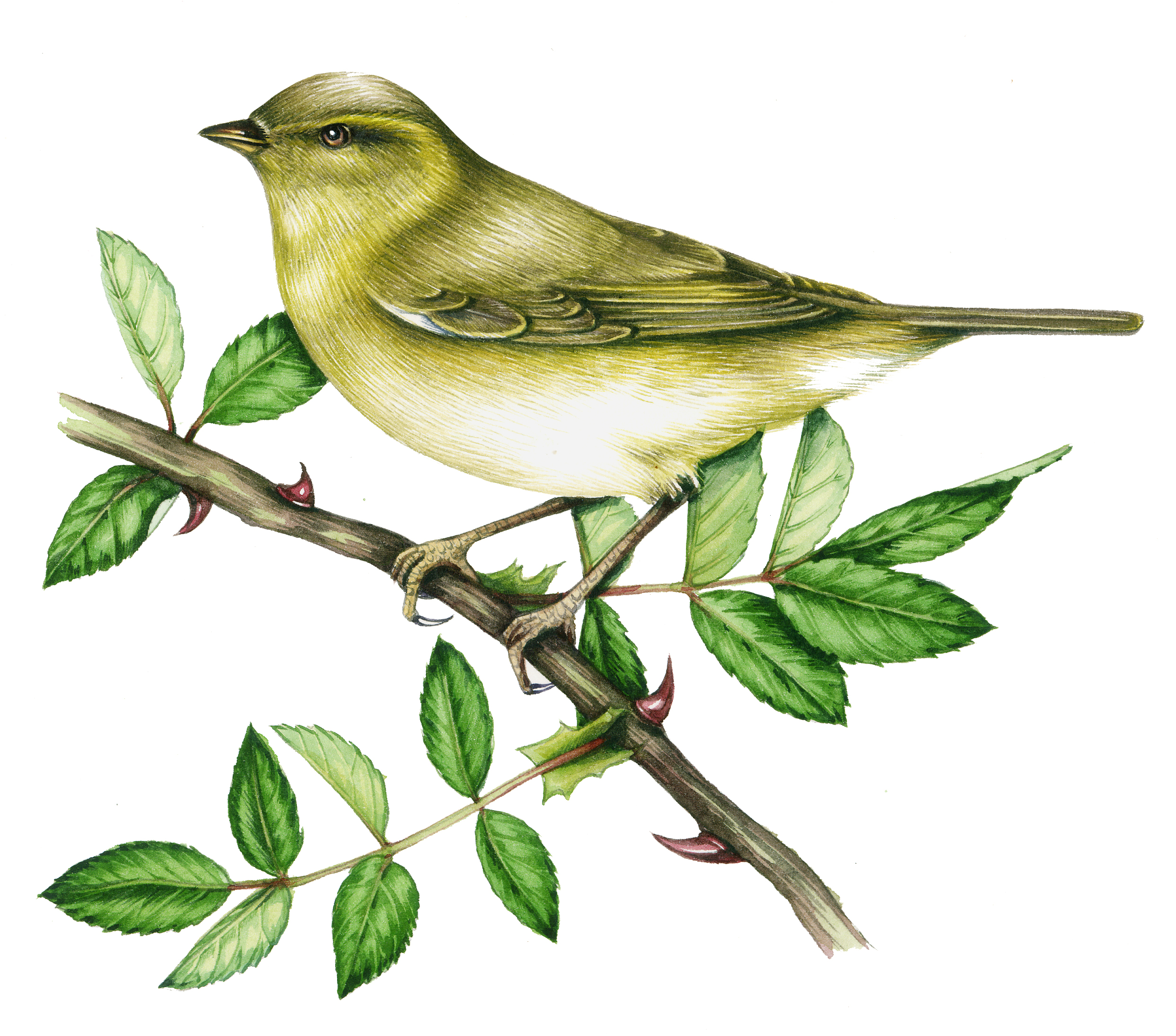 Willow warbler Phylloscopus trochilus - Lizzie Harper