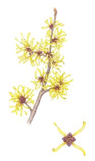Witch-hazel Hamamelis virginiana
