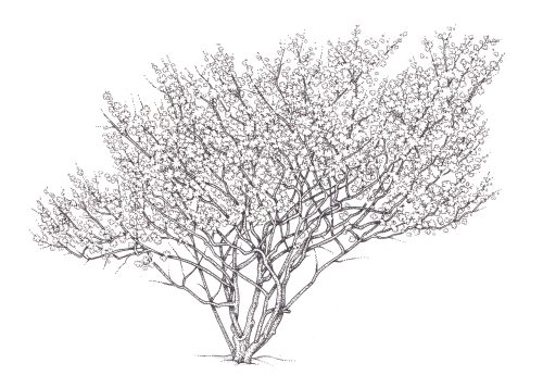 Witch-hazel tree in bloom