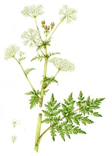 Cow Parsley Anthriscus sylvestris (Portrait)