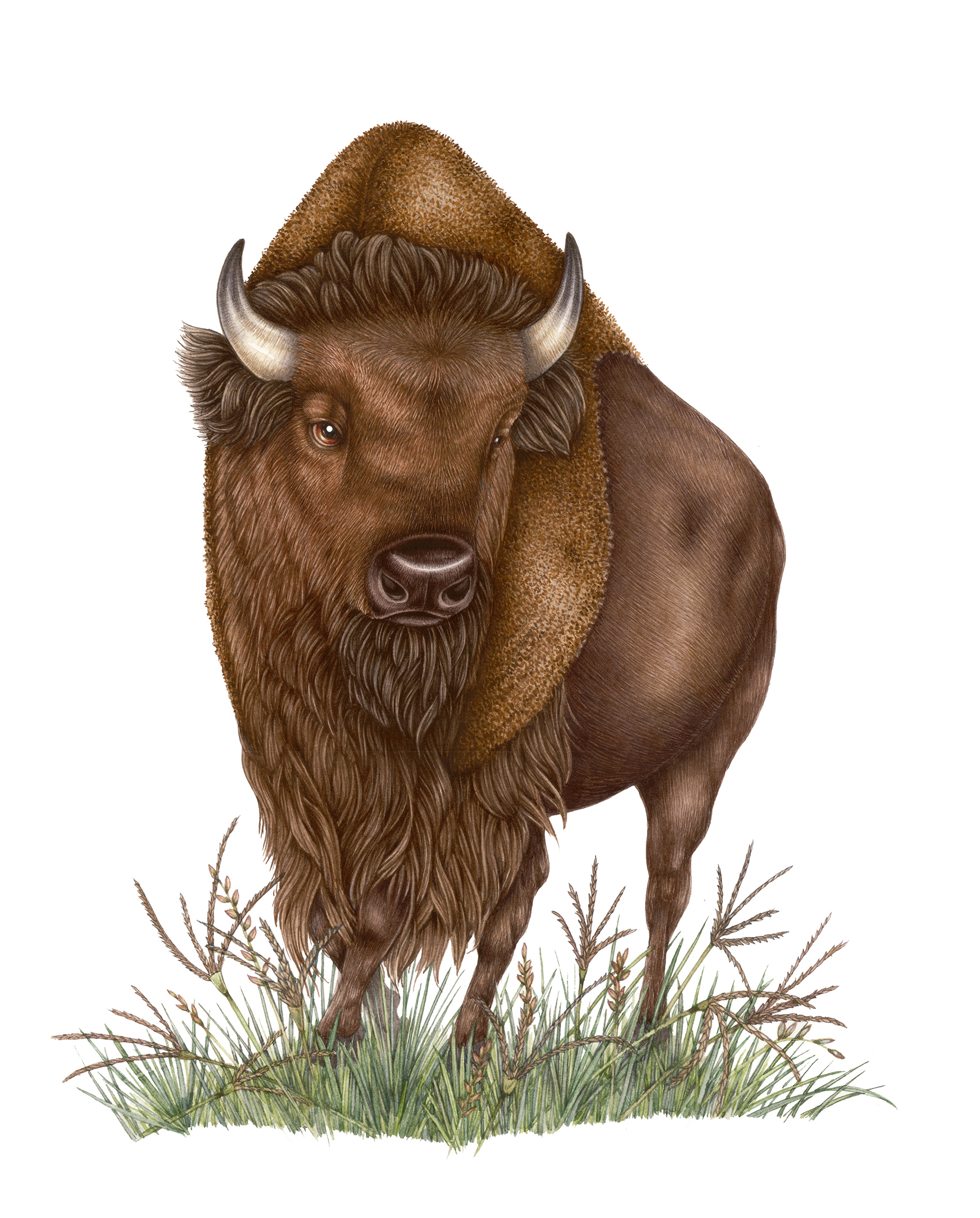 bison illustration