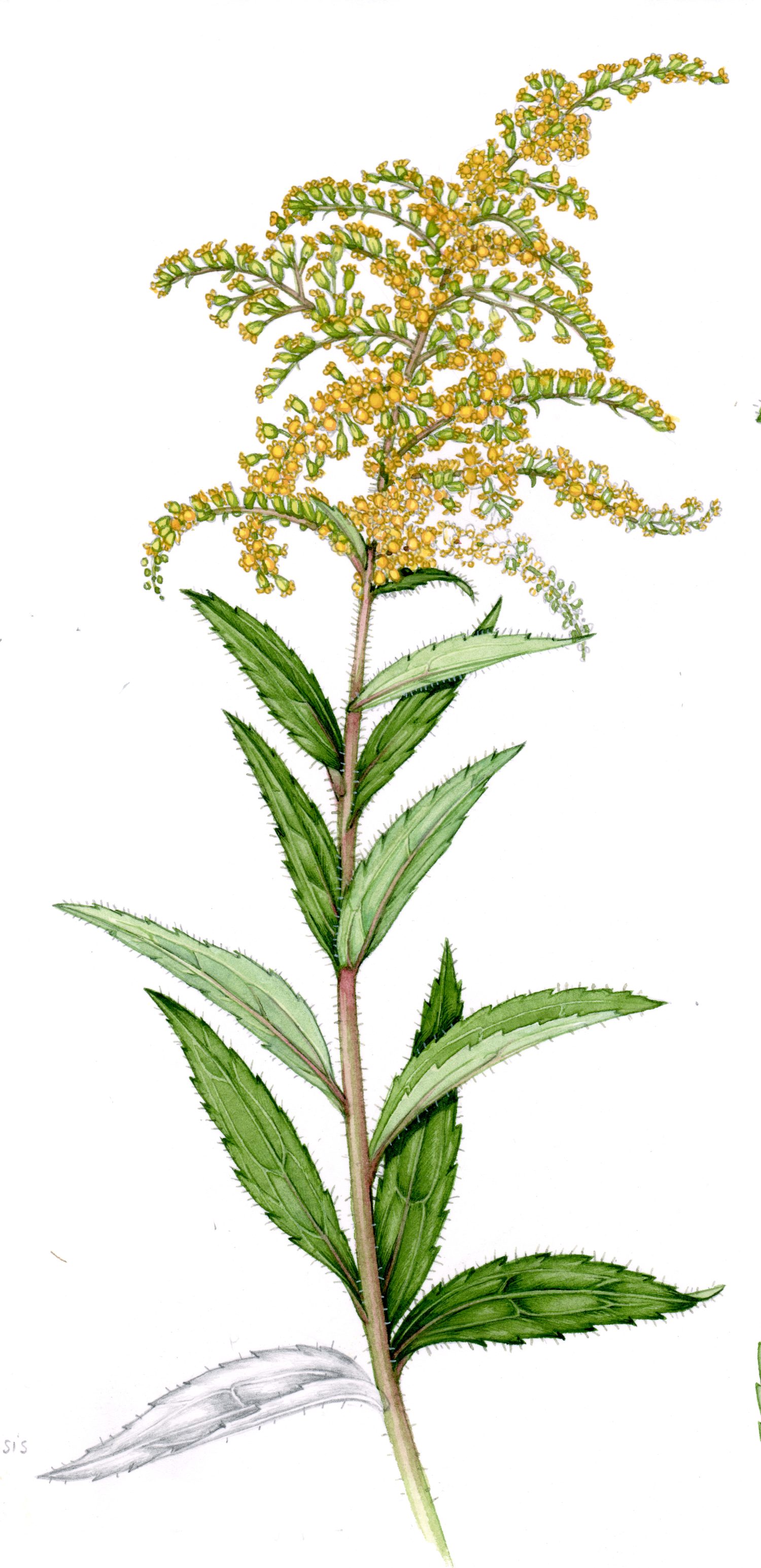 Comparing Goldenrod Species Lizzie Harper