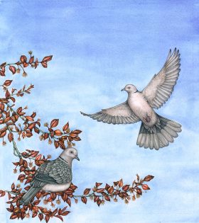 Collared Dove Streptopelia decaocto pair