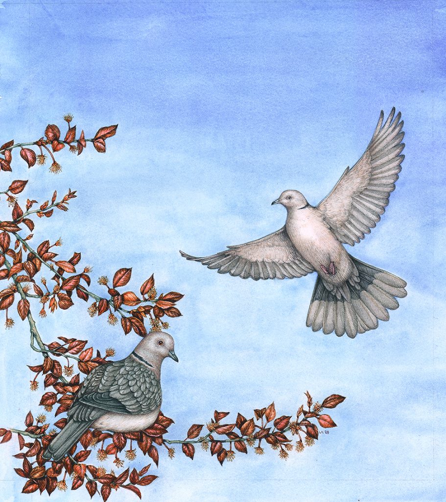 Collared Dove Streptopelia decaocto pair - Lizzie Harper