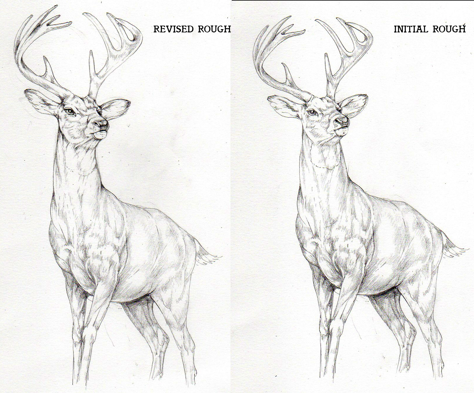 illustrating-a-deer-for-packaging-lizzie-harper