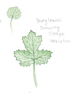 hogweed comparison
