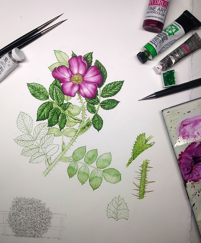 Botanical Illustration of Rose Leaves - Lizzie Harper