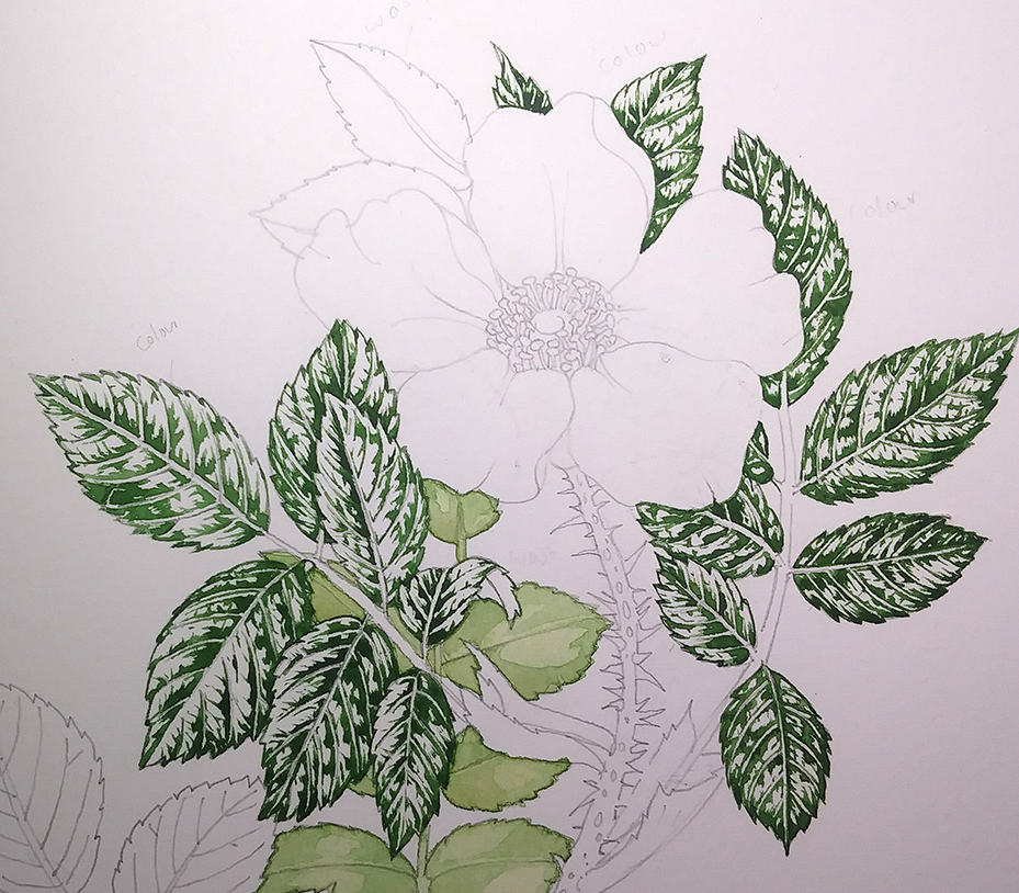 Hand drawn set of Rose Leaves - Stock Illustration [63605966] - PIXTA