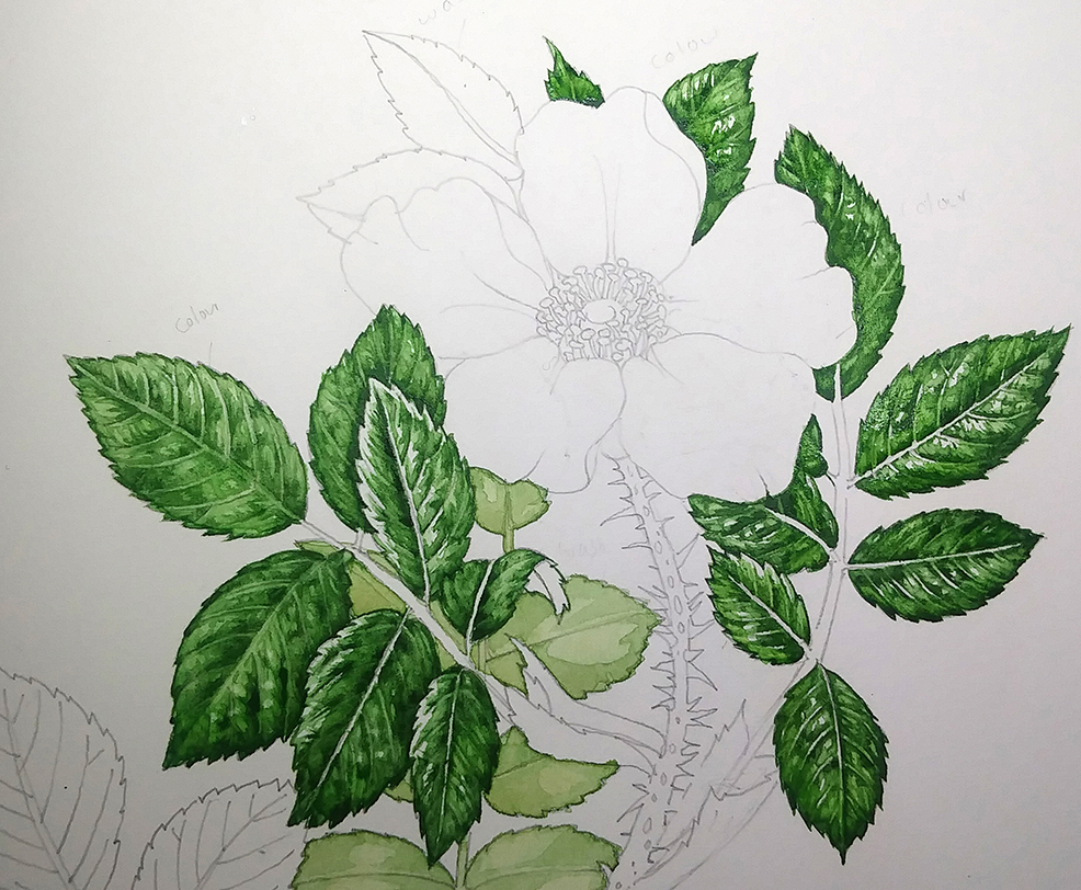 Rose leaves in ink | Christine Farmer