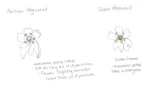 hogweed comparison