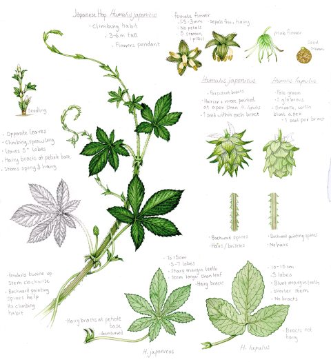 Sketchbook Illustrations Of Invasive Plants - Lizzie Harper