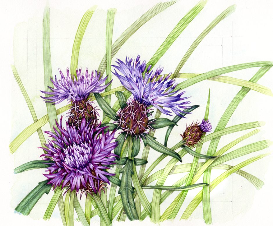 Rough Star Thistle Centaurea aspera botanical illustration by Lizzie