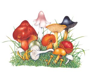 Waxcap assortment
