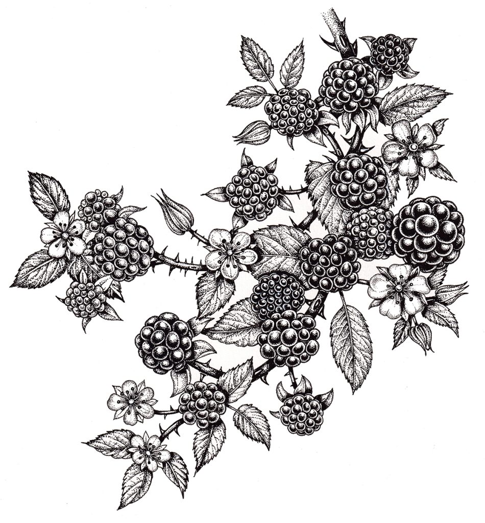 Blackberry Rubus fruticosa SOLD Lizzie Harper