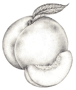 Peach Prunus persica