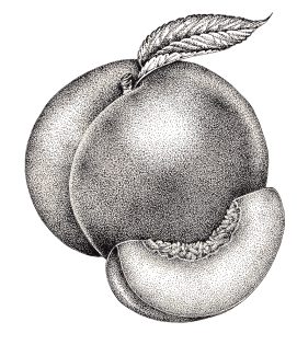 Peach Prunus persica – SOLD –